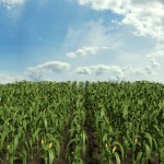 3d Corn Field