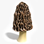 3d Morel Mushroom