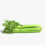 3d Celery Model