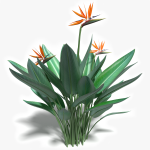 3d Bird of Paradise