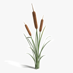 3d Cattail Plant