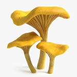 3d Chanterelle Mushrooms