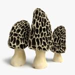 3d Morel Mushrooms