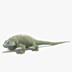 3d Iguana