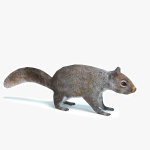 3d Squirrel