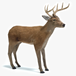 3d Deer