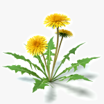 3d Dandelion Flowers