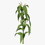 Corn Stalk