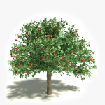3d Apple Tree