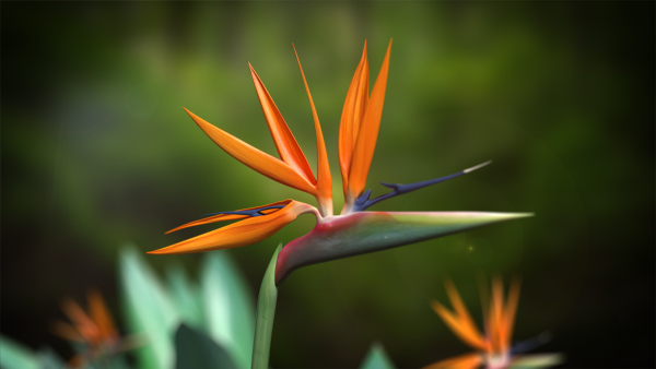 Bird of Paradise Flower