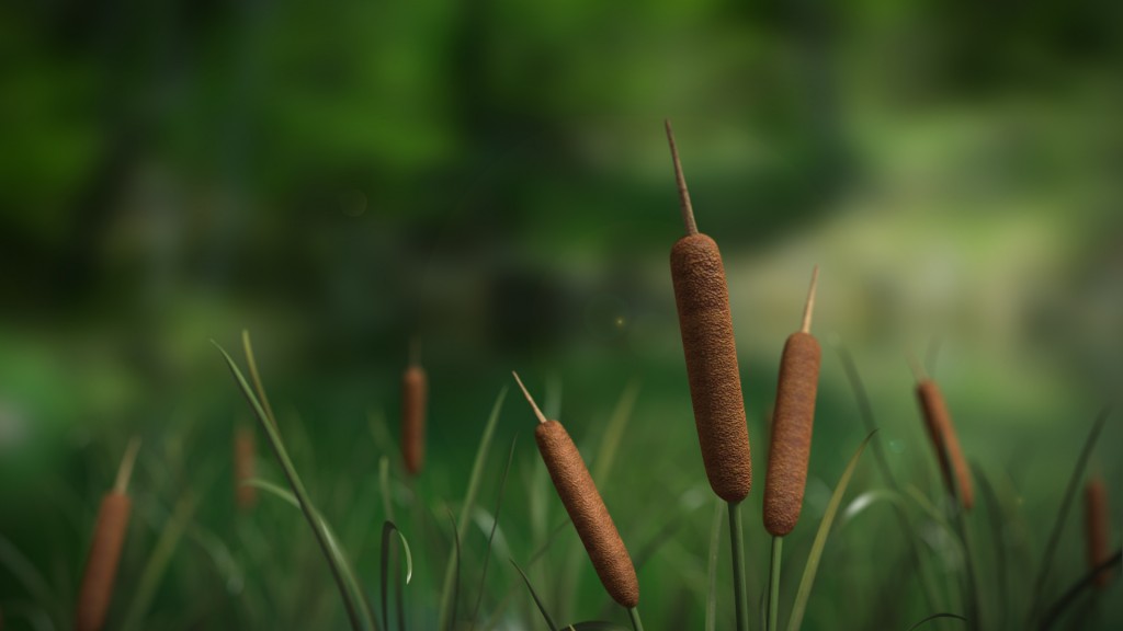 3d Cattail Model