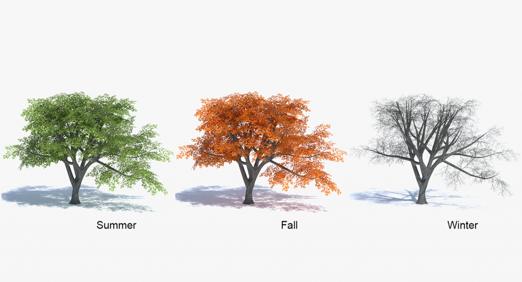 Oak Tree summer, fall and winter