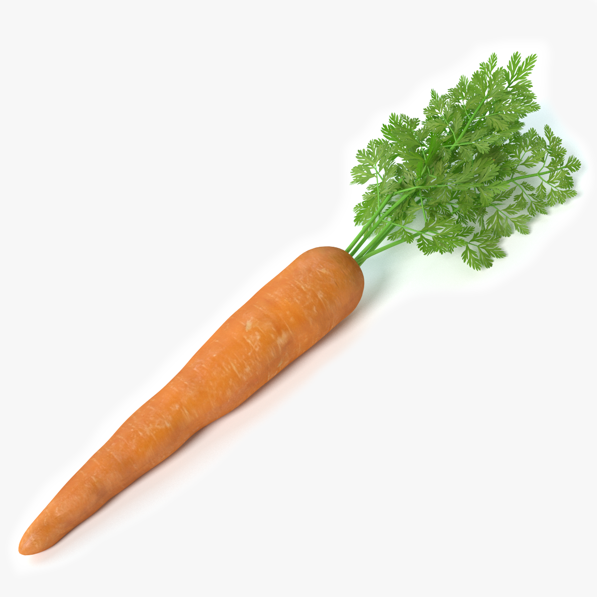 Carrot vegetable. Морковь. Морковь одна. Настоящая морковь. Одна морковка.