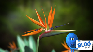 3d Bird of Paradise Model