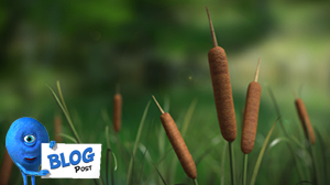 3d Cattail Model